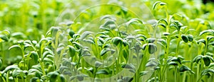 Fresh Watercress salad macro view banner. Growing sprouts of watercress salad.Micro greens Healthy food. Vegan food