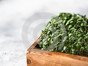 Fresh watercress salad micro greens sprouts in wood box on grey background. Healthy balanced food concept. Copy space