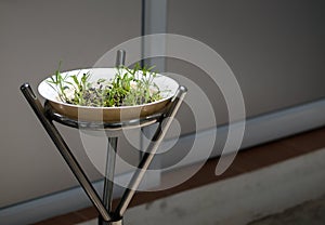 FRESH WATERCRESS SPROUT GROWING IN WHITE BOWL