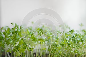 Fresh watercress sprouts on windowsill. Selective focus