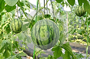 Fresh watermelon hanging with mesh.