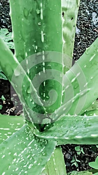 Fresh watery  aloe vera wallpaper closeup  view