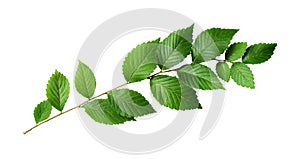 Fresh waved twig with green leaves isolated