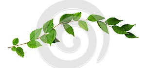 Fresh waved twig with green leaves isolated on white