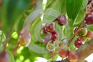 Fresh wax apple fruit