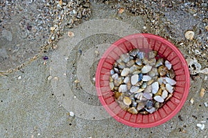 Fresh Wedge Shell or scientific name is Donax Vittatus from Digging in Plastic Basket for Seafood Cooking.