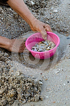 Fresh Wedge Shell or scientific name is Donax Vittatus from Digging in Plastic Basket for Seafood Cooking.