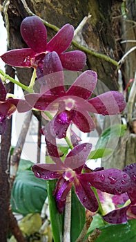 Fresh wet blooming Carmine Dendrobium orchid