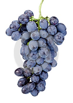 Fresh wet blue grapes isolated on white background