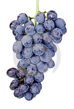 Fresh wet blue grapes isolated on white background