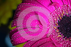 Fresh wet gerbera flower close-up at spring. Great as background or greeting card