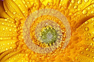 Fresh wet gerbera flower close-up in spring time