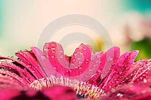 Fresh wet gerbera flower close-up at spring. Vintage