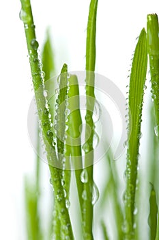 Fresh wet grass background