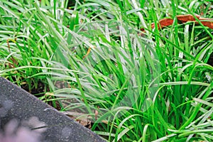 This fresh wet grass has just been watered and is nice and moist to protect against harsh rays of the sun. Each blade of grass giv