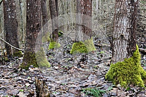 Fresh wet green moss covering tree trunk