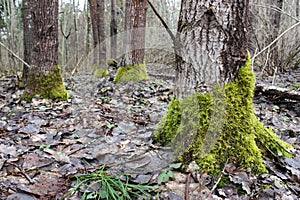 Fresh wet green moss covering tree trunk