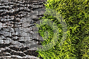 Fresh wet green moss on a tree bark
