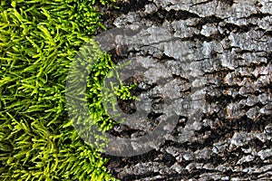 Fresh wet green moss on a tree bark