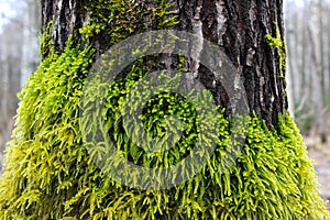 Fresh wet green moss on a tree bark