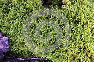 Fresh wet green moss on a tree bark