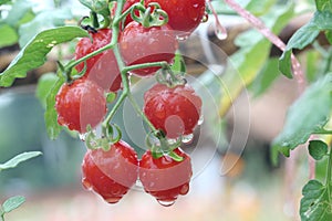 Fresh and wet red cherry tomato in garden