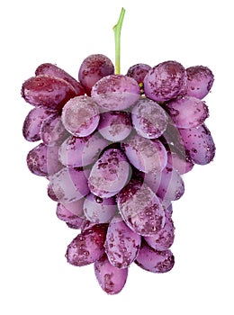 Fresh wet red grapes hanging isolated on white background