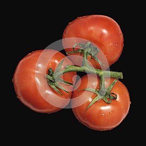 Fresh wet red tomatoes with a branch isolated on black