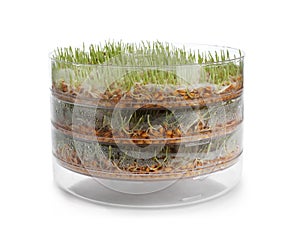 Fresh wheat grass in sprouter