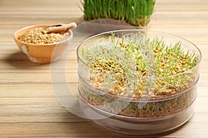 Fresh wheat grass in sprouter on table