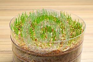 Fresh wheat grass in sprouter on table photo