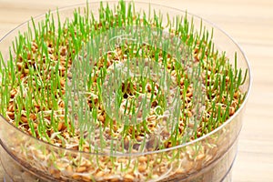 Fresh wheat grass in sprouter on table photo