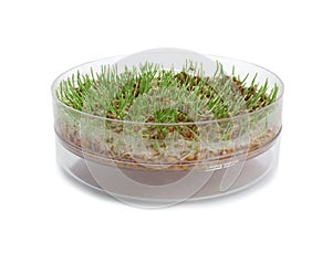 Fresh wheat grass in sprouter on white