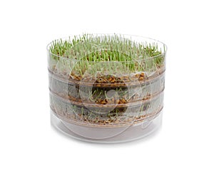 Fresh wheat grass in sprouter on white