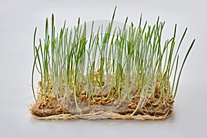 Fresh Wheat sprouts on linen mat on white wooden background with copy space
