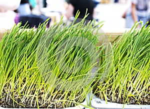 Fresh Wheatgrass for Juicing