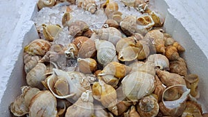 Fresh whelks at a UK fishmongers