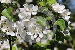 Fresh white blossom flowers of the Discovery Apple tree, Malus domestica, blooming in the spring sunshine, close-up view
