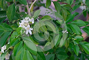 Fresh white bouquet orange jasmine flower blooming in garden. Beauty green leaves on branch for background