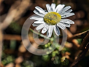 fresh white chamomile with morning dew drops