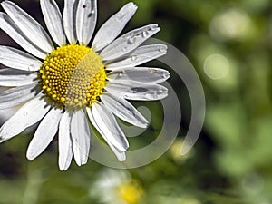 fresh white chamomile with morning dew drops