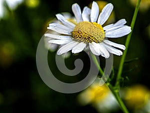 fresh white chamomile with morning dew drops