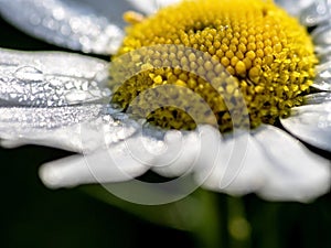 fresh white chamomile with morning dew drops