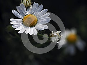 fresh white chamomile with morning dew drops