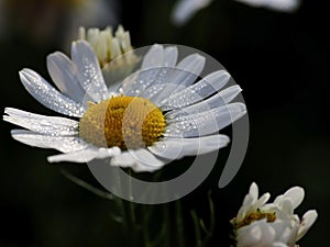 fresh white chamomile with morning dew drops