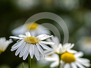 fresh white chamomile with morning dew drops