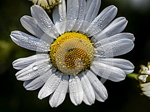 fresh white chamomile with morning dew drops