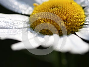 fresh white chamomile with morning dew drops