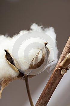 Fresh white cotton bolls