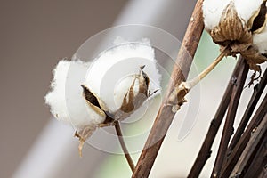 Fresh white cotton bolls